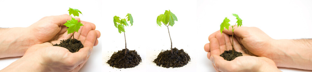 Man holding a new maple tree - set