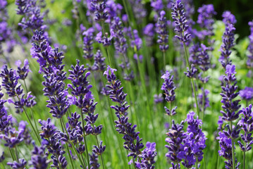 Lavendel