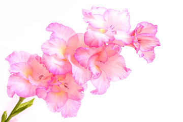 blumenhintergrund,gladiole