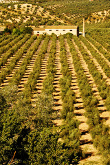 olivares © nito