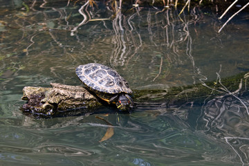 Obraz premium Schildkröte auf Ast