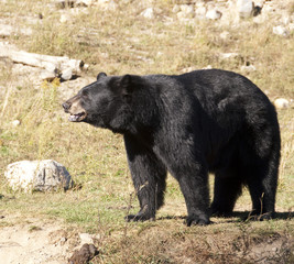 Black Bear