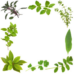 Fototapeta premium Herb Leaf Border