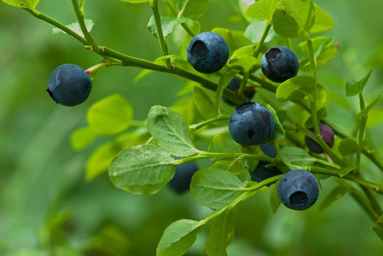 Blueberry sprigs