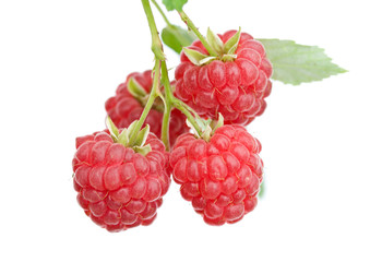 branch of ripe raspberries