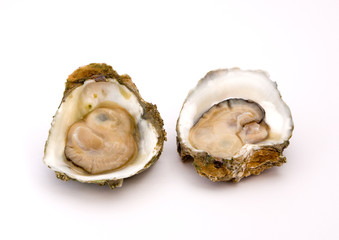 Oyster on a white background