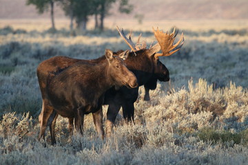 Bull and cow moose