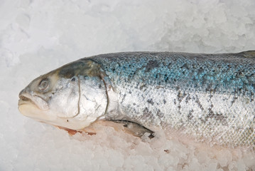 fresh bright trout fish