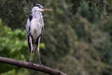 Graureiher oder Fischreiher