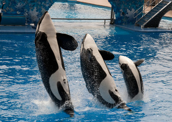 Killer Whale Family