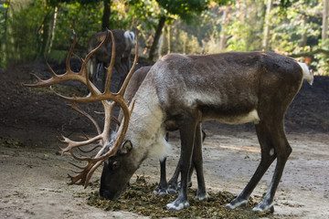Finnish Forest Reindeers - 17496767
