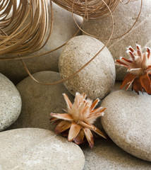 galets pierres nature fleurs sechées