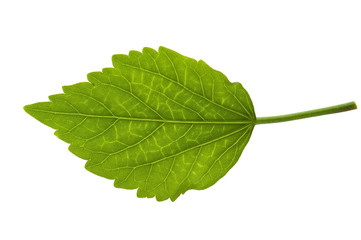 Detail of a leaf blade of a hibiscus