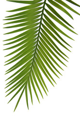 Obraz premium palme fond blanc