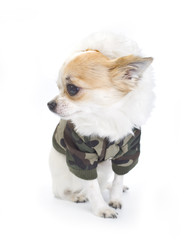 Chihuahua dressed in a fashion khaki jumpsuit
