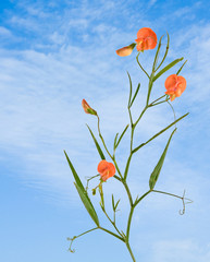Vetch with flowers on sky background