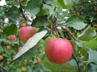 Rosy ripened apple in an autumn garden