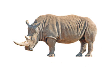 Obraz premium Strong rhinoceros isolated on white