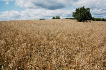 landscape with a field and cloudy sky