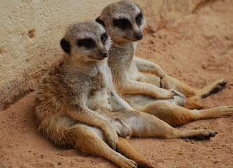 Two Meerkats Chilling