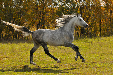 Fototapeta na wymiar biały galop run koń na łące