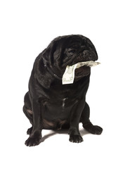 Black pug with dollar bills in the mouth