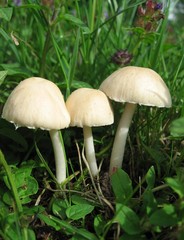 Fall mushrooms - Champignons automne