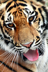 Obraz premium tiger
