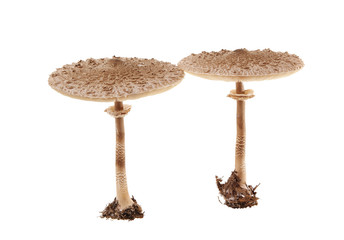 mushroom