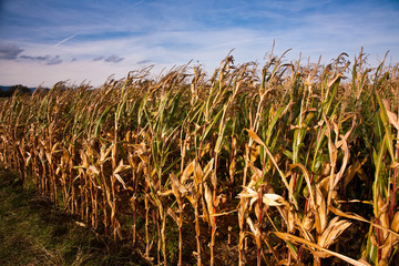 Maisfelder im Herbst warten auf Ernte