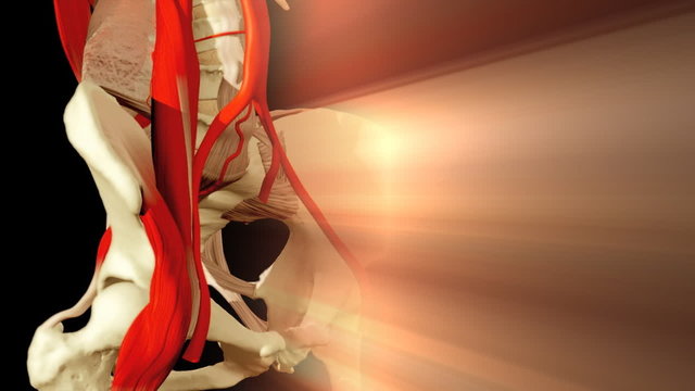 3D animation illustrating the human anatomy