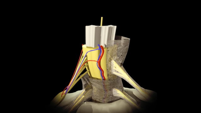 3D animation illustrating the human anatomy