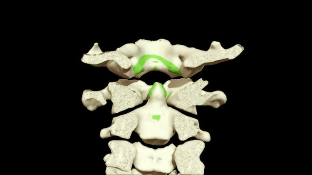 3D animation illustrating the human anatomy