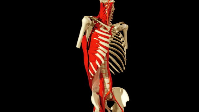 3D animation illustrating the human anatomy