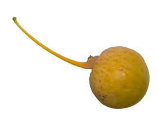Ginkgofrucht