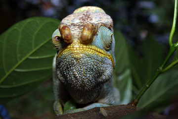 Yellow Lip Ranomafana