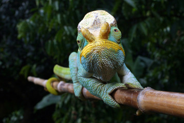 Yellow Lip Ranomafana