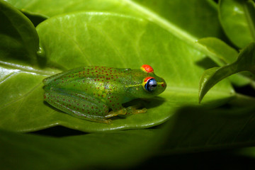 Frosch Ranomafana