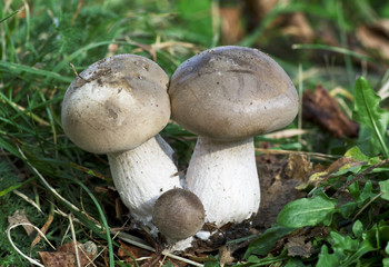 Funghi 2 10 09