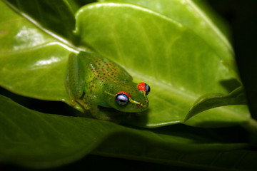 Frosch Ranomafana