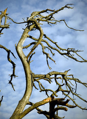 Dead tree