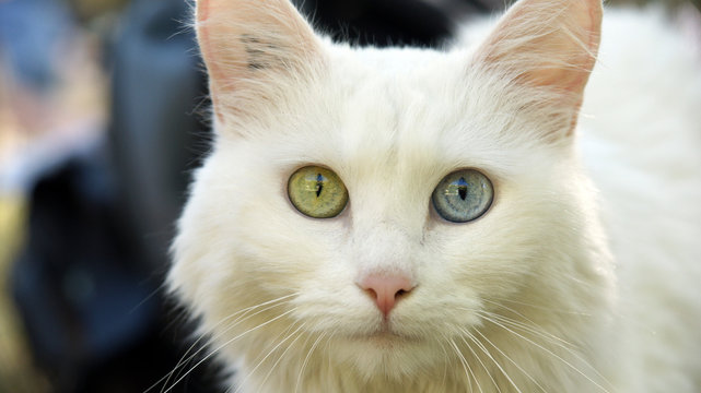 129 Best Vairon Images Stock Photos Vectors Adobe Stock