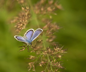 Purple butterfly