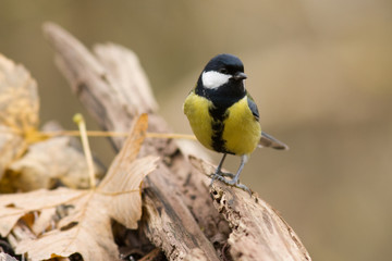 Kohlmeise - Parus major