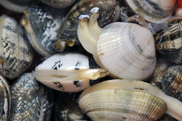 Alive Italian clams called Vongola (Venerupis decussata)