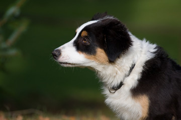 Australian Shepard Welpe