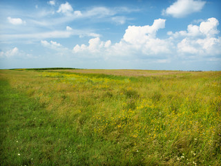 grass landscape