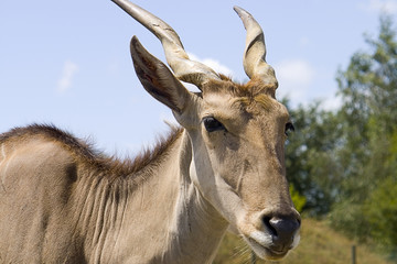 Eland
