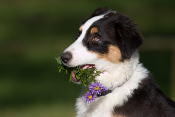 Australian Shepherd Welpe