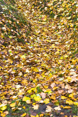 Yellow and orange leaves in a ravin